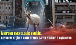 İZBB'den teknolojik yenilik: Koyun ve keçiler artık teknolojiyle yıkanıp ilaçlanıyor
