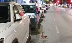 İzmir'de trafiği durduran kurtarma! Zabıta son anda fark etti