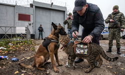 Film gibi olay! Cezaevine yasaklı madde taşıyan 'kurye kedi' yakalandı