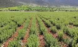 Kekik ihracatında kritik AB hamlesi