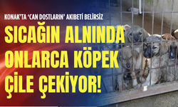 Konak’ta ‘can dostların’ akıbeti belirsiz: Sıcağın alnında onlarca köpek çile çekiyor!