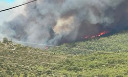 Muğla Milas'ta korkutan orman yangını