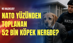 NATO yüzünden toplanan 52 bin köpek nerede? Ne haldeler?