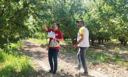 Denizli’de Meyve Bahçelerinde Pestisit Denetimi