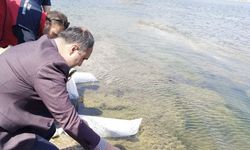 Kureyşler Göleti'ne 100 binden fazla Sazan yavrusu bırakıldı