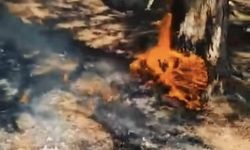 Simav’da yangın: Gölcük Mesire Alanı felaketin eşiğinden döndü!