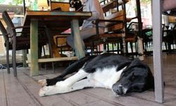 Restoran ve kafelerde hayvan yasağı taslağına tepkiler çığ gibi: Dilsiz evlatlarımızdan ne istiyorsunuz?