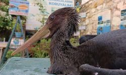Latmos’un siyah meleğine vicdan eli: Esma Teyze yaralı leyleğe yuva oldu