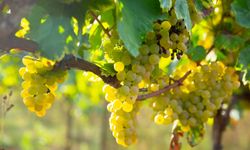 Superior Seedless çeşidi sofralık üzümün ihracat tarihi belli oldu