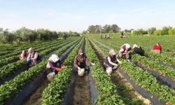 Türk tarım sektörü üretim hafızasını kaybediyor: Gençler tarımdan uzaklaştı, tarım nüfusu yaşlandı