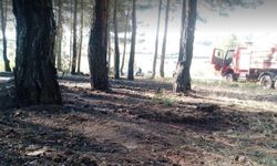 Kütahya Tavşanlı'da orman yangını