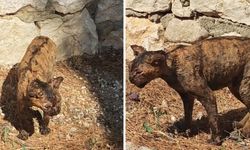 Yangında yanan kedi kurtarıldı