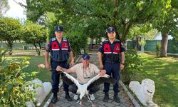 Yaralı leylek için vatandaş seferber oldu