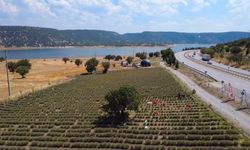 Kütahya'da en verimli lavanta hasadı kadın kooperatiflerine bağışlandı