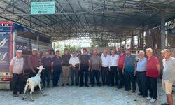 Seydikemer yangın mağduru çiftçilere umut olan hayvan dağıtımı başladı