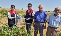 Bekilli'de bağlarda hasat öncesi pestisit denetimi başlatıldı
