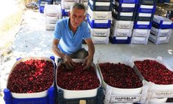 Çivril'de Kızılcık hasadı başladı