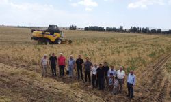 Yerli çeşit Borsa-20’de hasat zamanı
