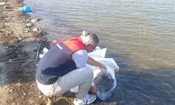 Göletlere 80 bin yavru balık bırakıldı