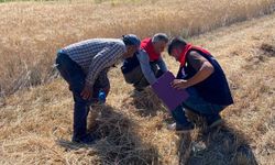 Denizli’de Hasat Alanlarında Sıkı Denetim