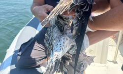 Kanadına misina dolanmıştı! İzmir’de dikkat çeken kurtarma operasyonu