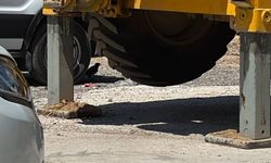 Kütahya'da sıcaktan bunalan saksağan kamerada