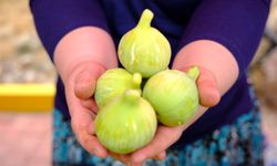 Menemen’de festival heyecanı: Bozalan İnciri vatandaşlarla buluşuyor!