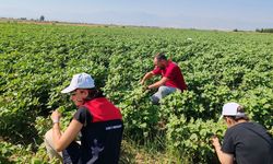 Denizli’de üzüm bağlarında ‘Pestisit’ denetimi
