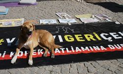 ‘Yasa’ çıktı, nefret tırmandı: İzmir’de köpeklere av tüfeğiyle saldırı!