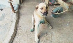 Vicdanlar bir kez daha yaralandı! Saldırıya uğrayan köpek sakat kaldı