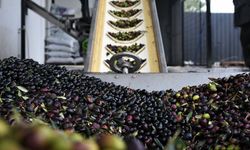 Ege’nin zeytin merkezinde dikkat çeken gelişme: 40 yıllık şirket için konkordato kararı