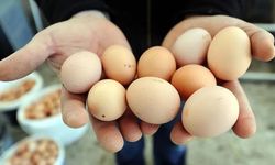 Yumurtada salmonella alarmı! 300 kişi hastanelik oldu