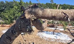 Beyaz altında 11 yıl sonra hasat heyecanı: Kilosu 35 bin liradan satılıyor