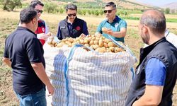 Şuhut'ta patates tarlalarında hasat mesaisi