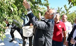 Acıpayam’da badem hasadı başladı