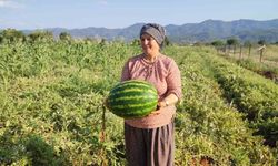 Beyağaç’ta ata tohumundan gelen bereket