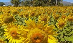 Aydın'da hasat sezonu başlıyor: Pamuk, Mısır ve Ayçiçeği biçim ücretleri netleşti
