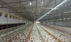 Bekilli’de örnek yatırım