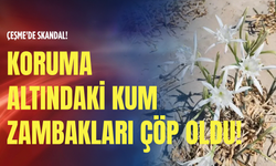 Çeşme'de skandal: Koruma altındaki kum zambakları çöp oldu!