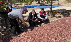 Güney’de toplanan Antep fıstıkları üreticinin yüzünü güldürüyor