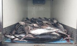 İzmir'de kaçak avlanan 3 ton orkinos yakalandı