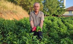 Kayaca biberde sezonun son hasadı başladı