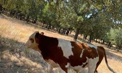 Çivril’de kaybolan iki buzağı mahalle halkını seferber etti