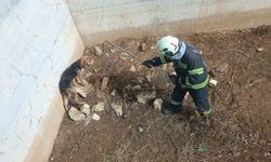 Kuru havuzda mahsur kalan köpek kurtarıldı