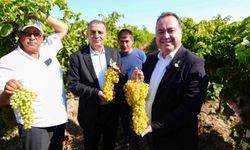 Manisa’da bağbozumu heyecanı başladı