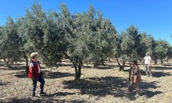 Manisa'da 2026 yılı zeytin ve zeytinyağı rekoltesi belirlenecek