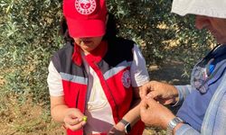 Manisa’da zeytin üreticilerine “Zeytin sineği” uyarısı