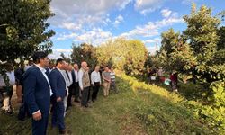 Şemsi Bayraktar, Çivril’de elma hasadı yaptı