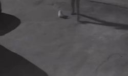 İzmir’de insanlık ayıbı: Masum köpeğe tekme atıp sürükledi