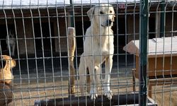 Barınakta skandal görüntüler: 35 bin hayvanın ölümü ‘doğal ölüm’ diye kaydedildi